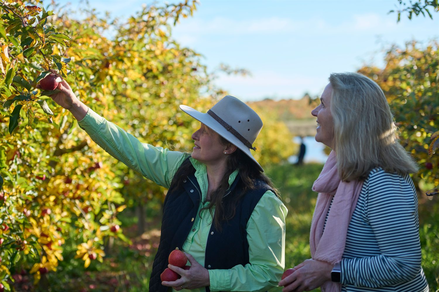 Two visitors picking apples straight from the tree at Hillside Harvest orchard, Borenore, near Orange NSW