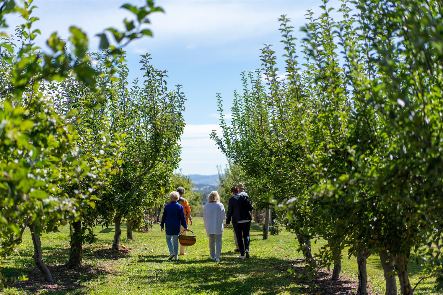 Visitors walking between the rows with a picking basket in an orchard near Orange NSW