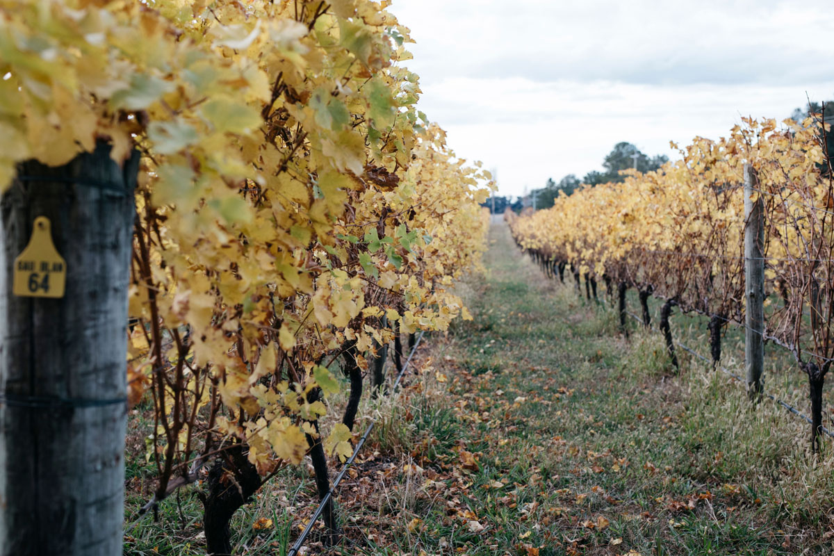 Vineyard rows with yellow autumn leaves