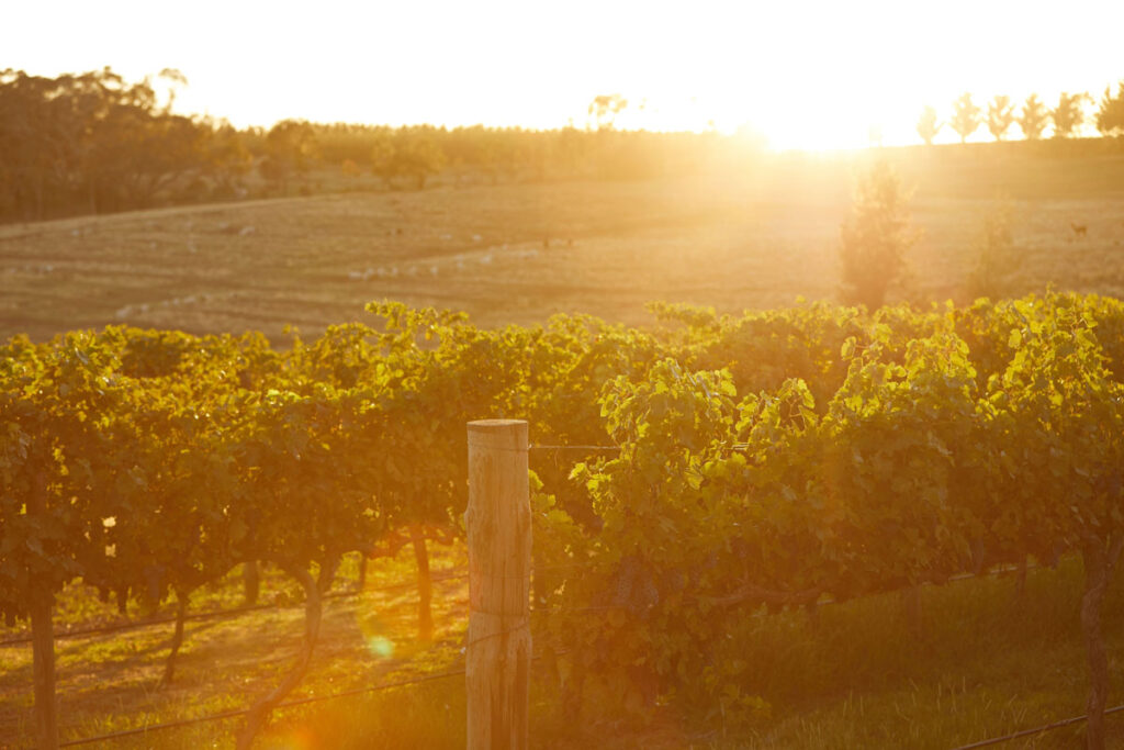 Vineyard with grapevines at sunset
