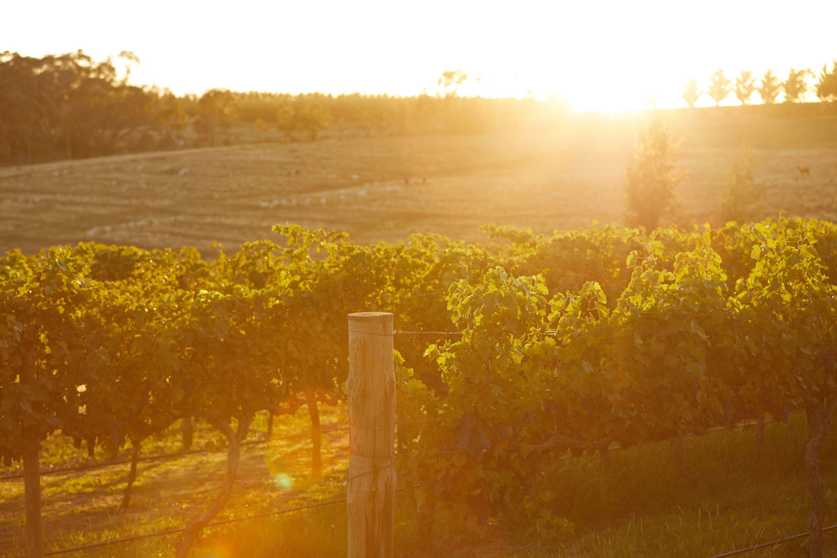 Vineyard with grapevines at sunset
