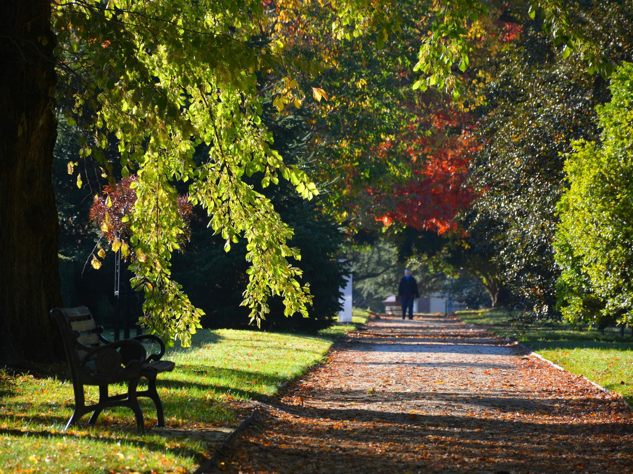 The straight paths and rows of trees of Cook Park in Orange, NSW.